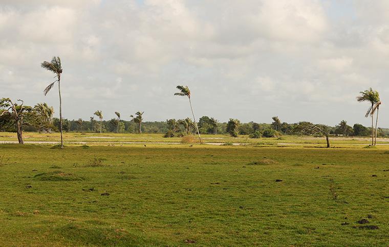 O que fazer na Ilha do Marajó