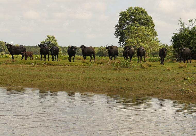 Ilha do Marajó, Pará