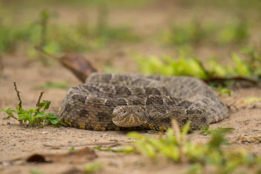 Ilha da queimada grande (ilha das cobras)