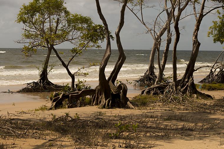 Ilha do Marajó, Pará