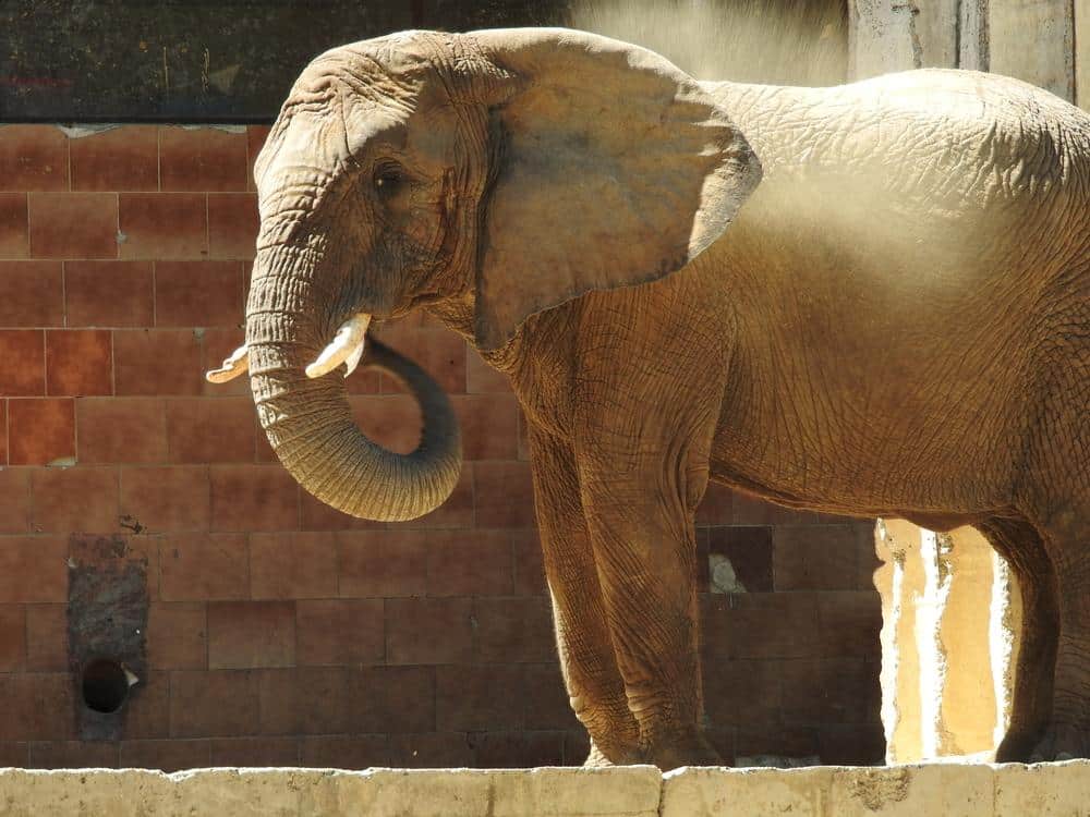 Elefante - Zoológico