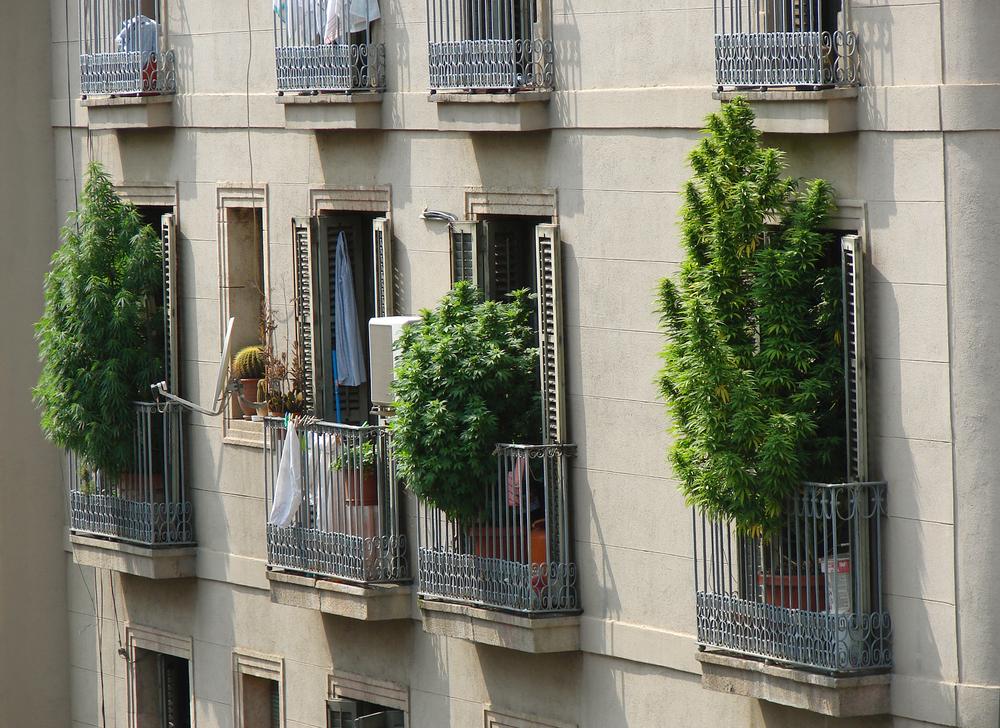 Plantação de maconha em Barcelona