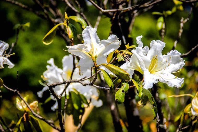  doi Inthanon parque tailandia