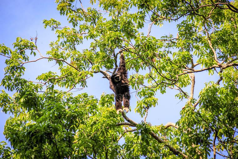 Mae Kampong, vila perto de Chiang Mai