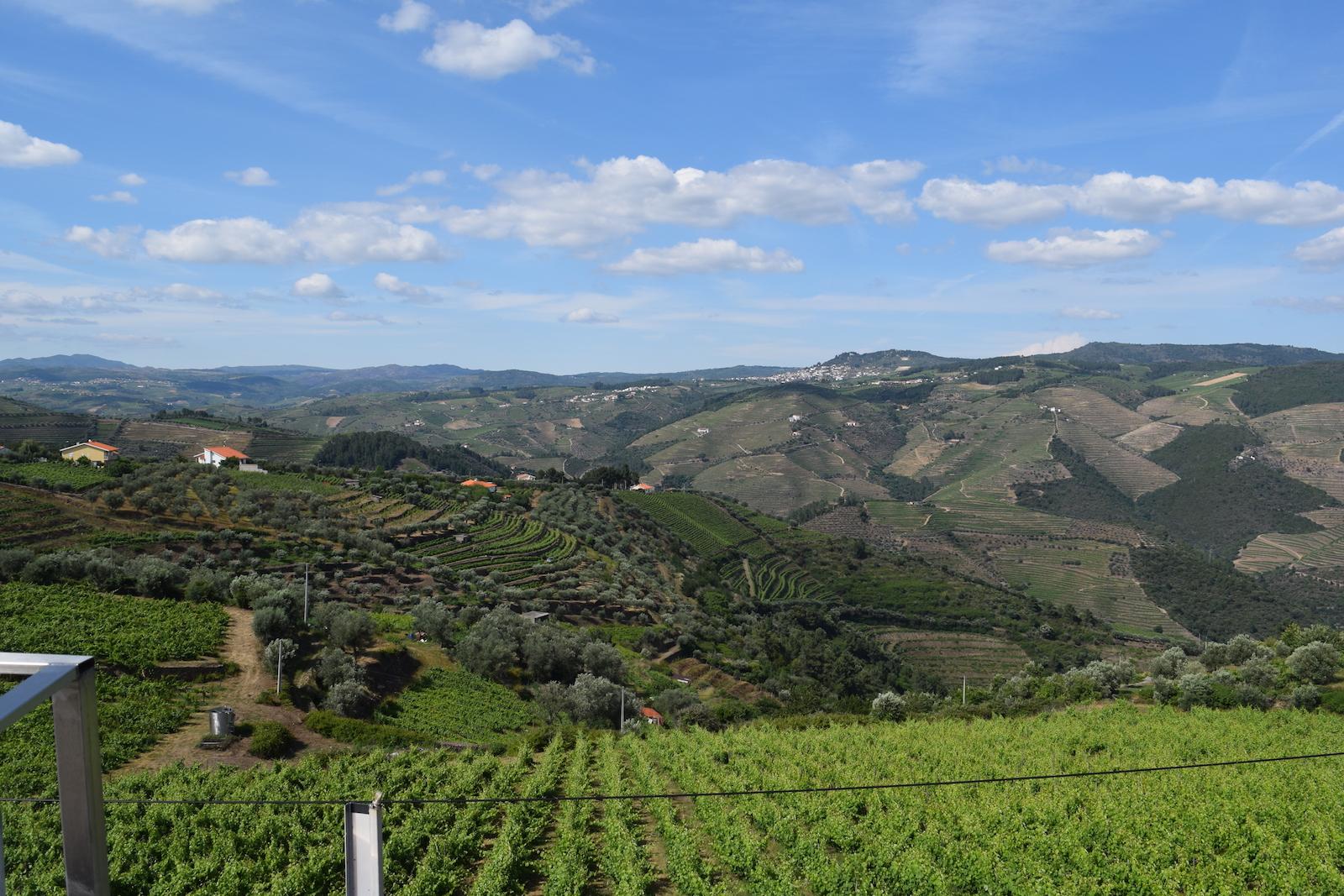 vinhos portugueses alto douro