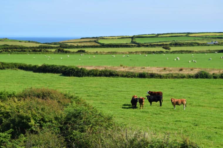 pais de gales turismo campos vacas