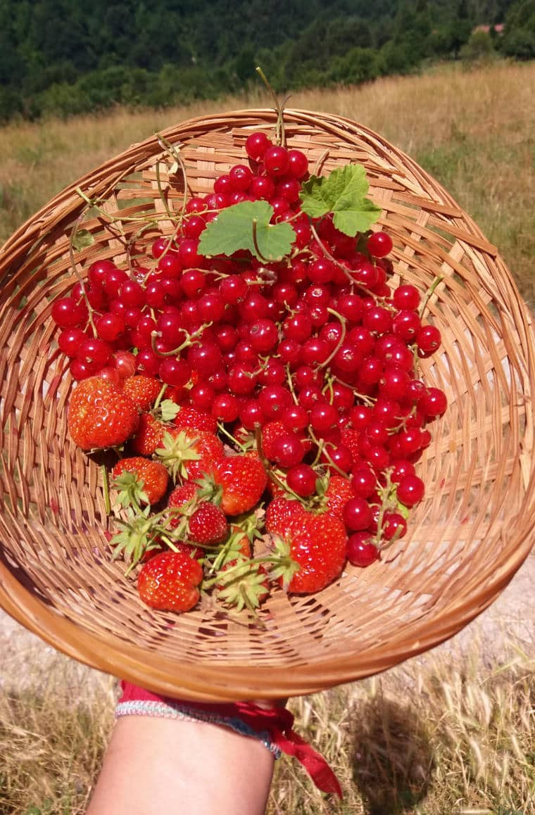 cesto de frutas vermelhas fazenda italia