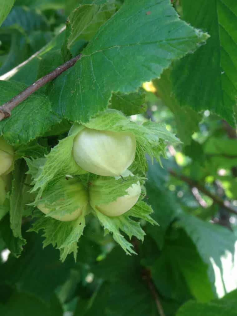 Pé de avelãs - no verão as frutas ainda estão verdes e serão colhidas no outono