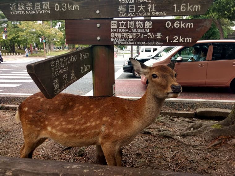 japão bambi