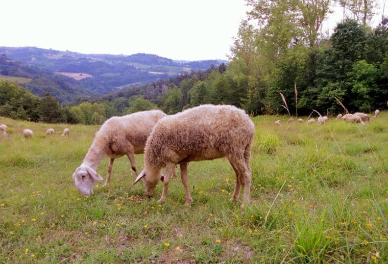 ovelhas no pasto em Piemonte