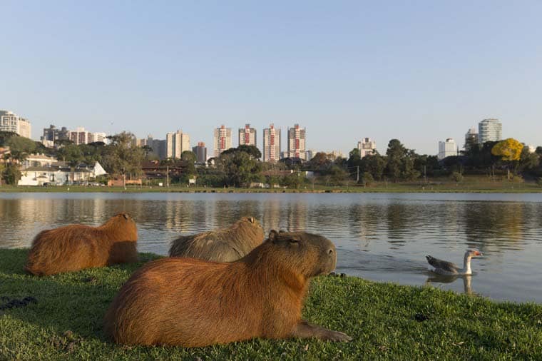 bosques em curitiba