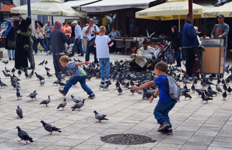 praca dos pombos sarajevo bosnia