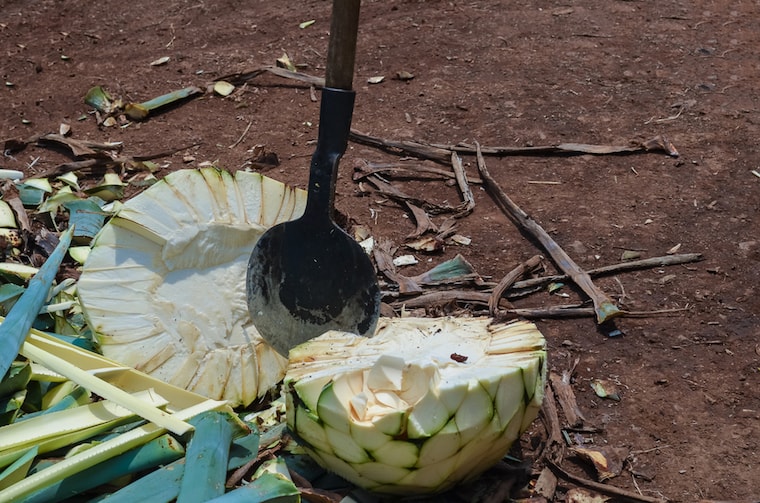 Agave sendo preparado para produção de Mezcal no México