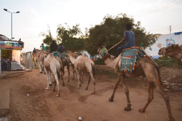 aswan egito vila nubia camelos