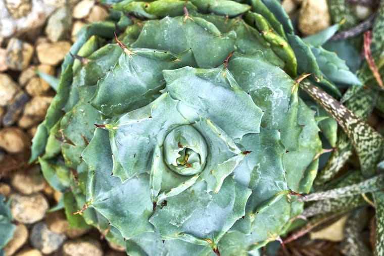 Folhas de maguey, com as quais se fabrica o pulque