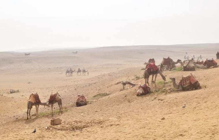 piramides do egito camelos deserto
