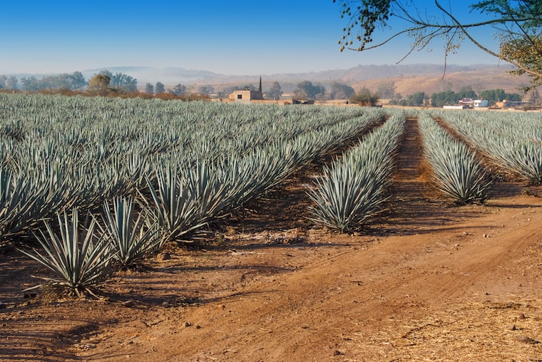 Plantação de agave no México