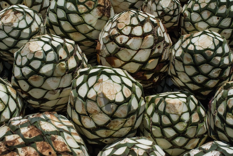 Raízes de agave para plantação de mezcal no méxico