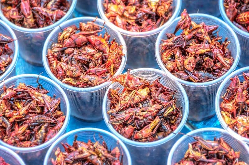 Chapulines - México