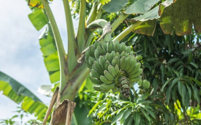 República das Bananas - min