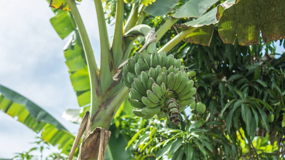 República das Bananas - min