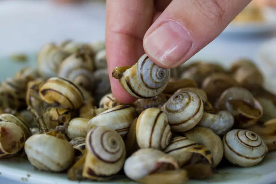 Caracois em portugal