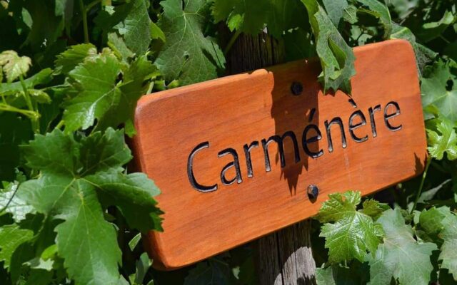 Carménère vinho chile