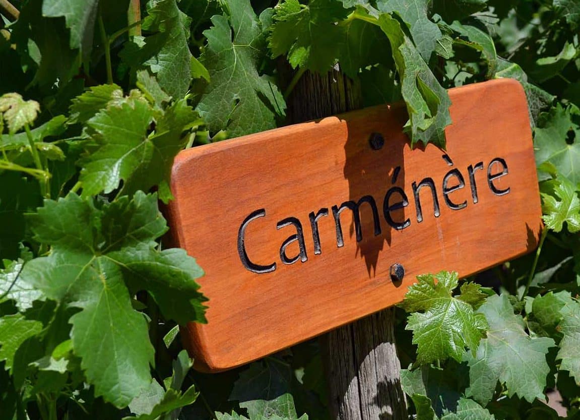 Carménère vinho chile