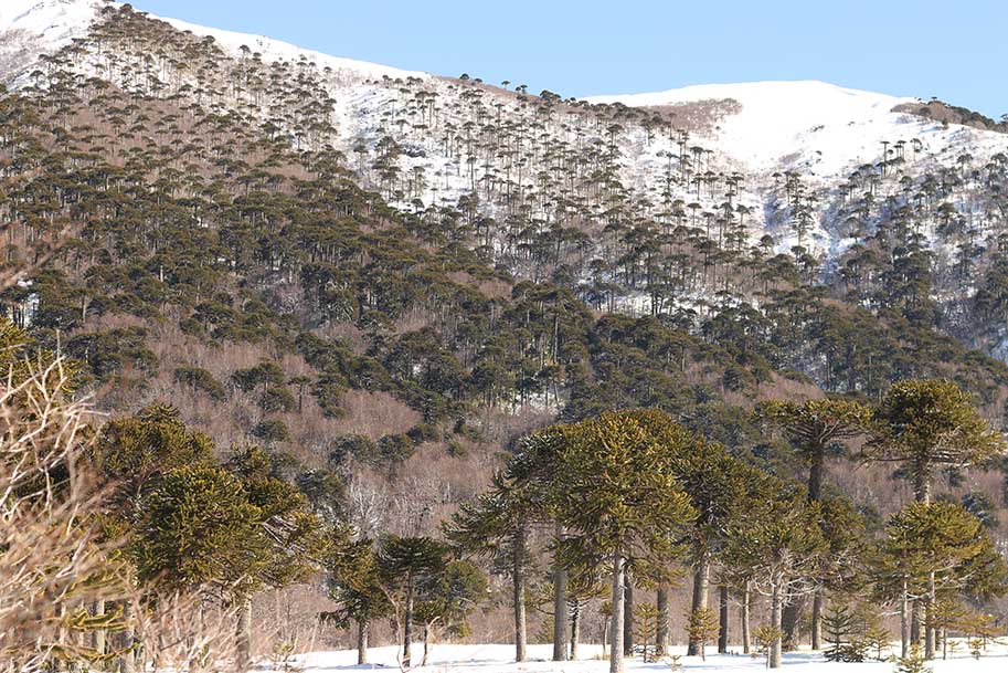 Reserva Nacional Malalcahuello