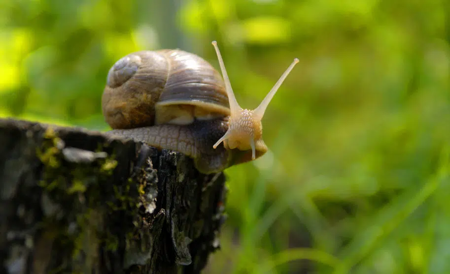 caracol comestivel escargot