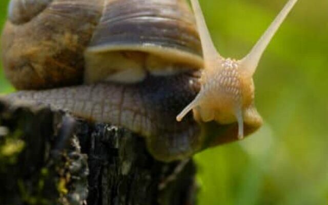 cropped-caracol-comestivel-escargot.jpg