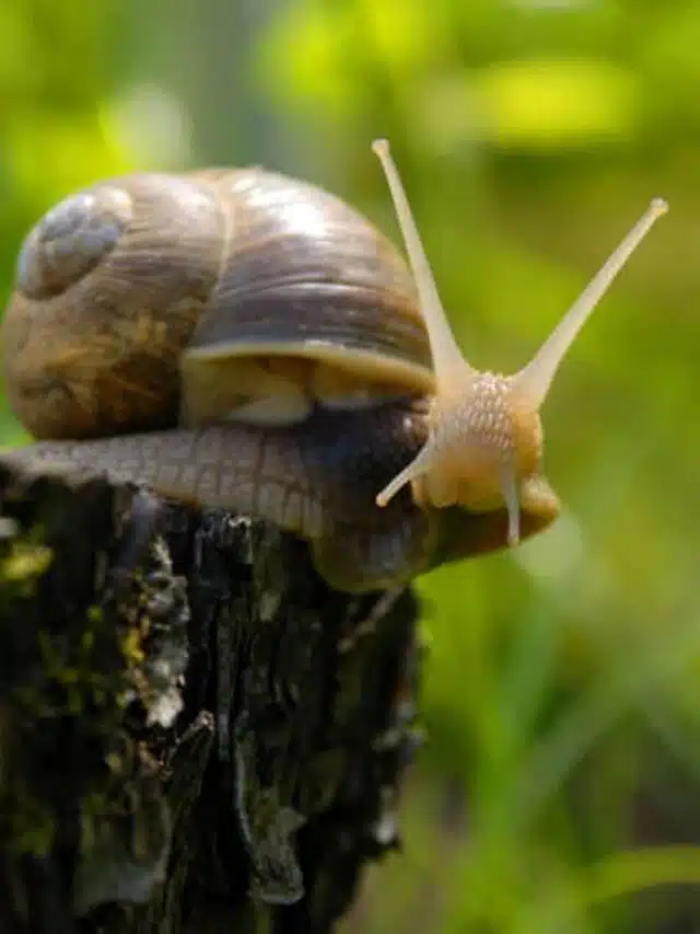 Escargot: qual a origem do hábito de comer caracóis?