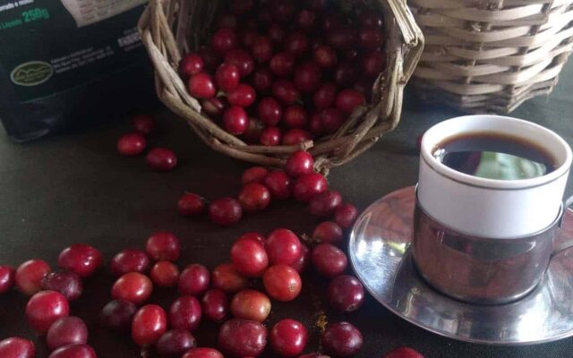 Café Verde Ceará