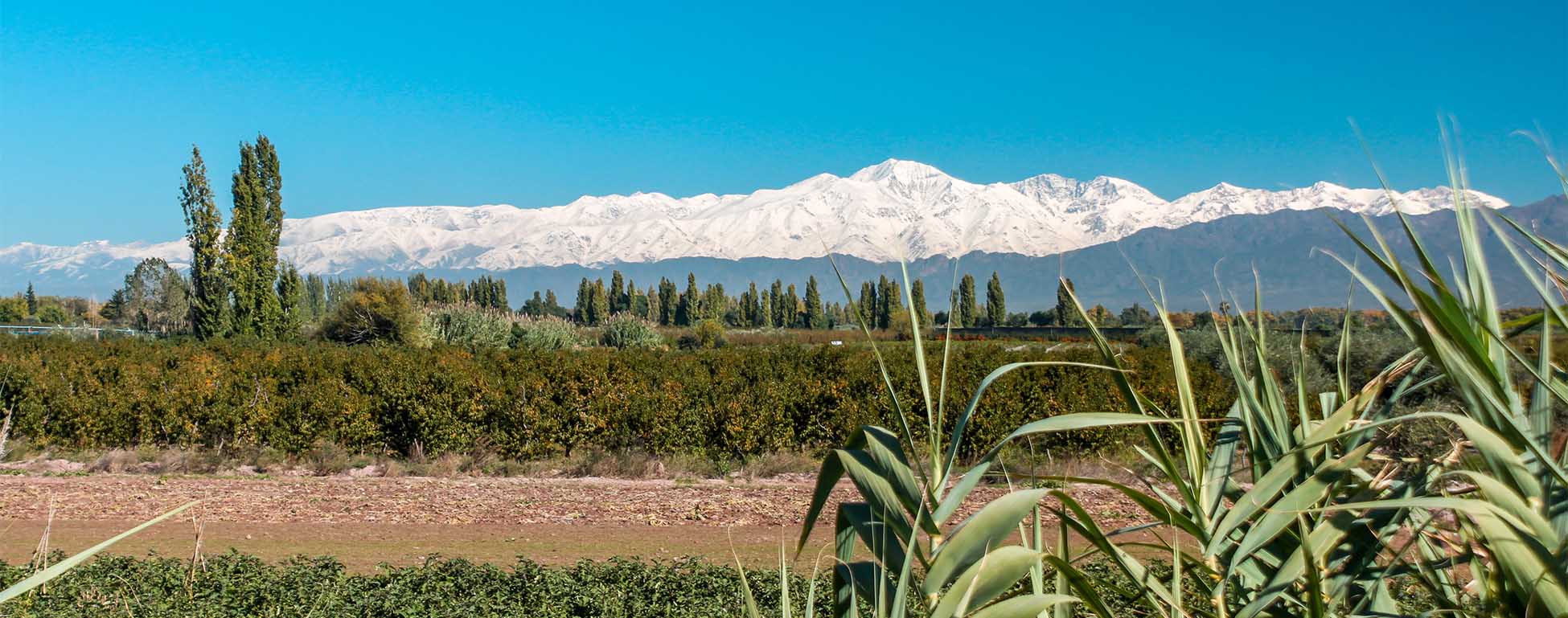 maipu argentina