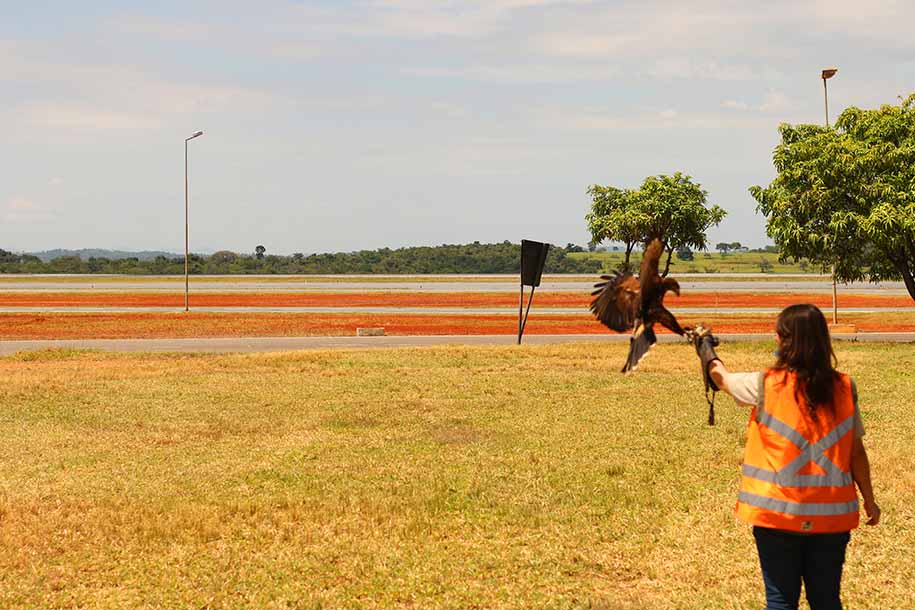 falcoaria aeroportos