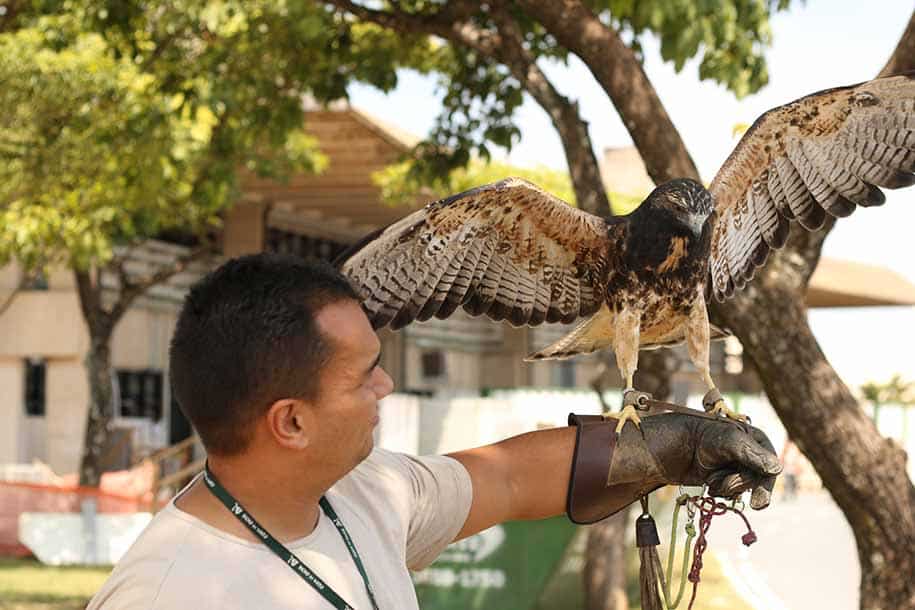 falcoaria aeroportos