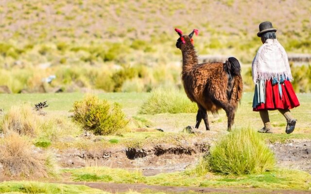 Viajar pela América Latina: mulher com roupa tipicamente peruanoa caminha em um campo ao lado de uma llama