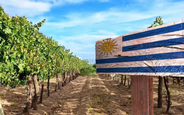 parreirais uruguaios