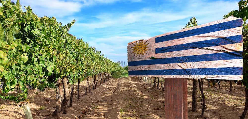 parreirais uruguaios