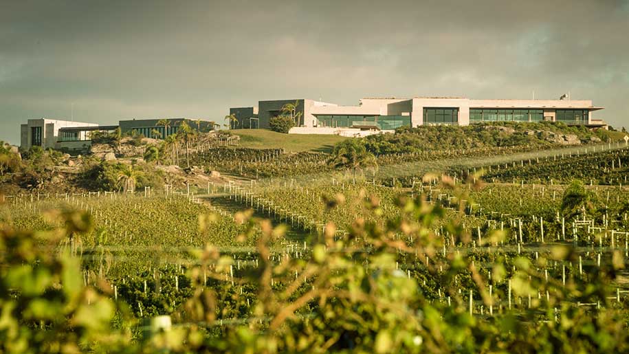 parreirais verdes da bodega garzon, em Maldonado, no uruguai