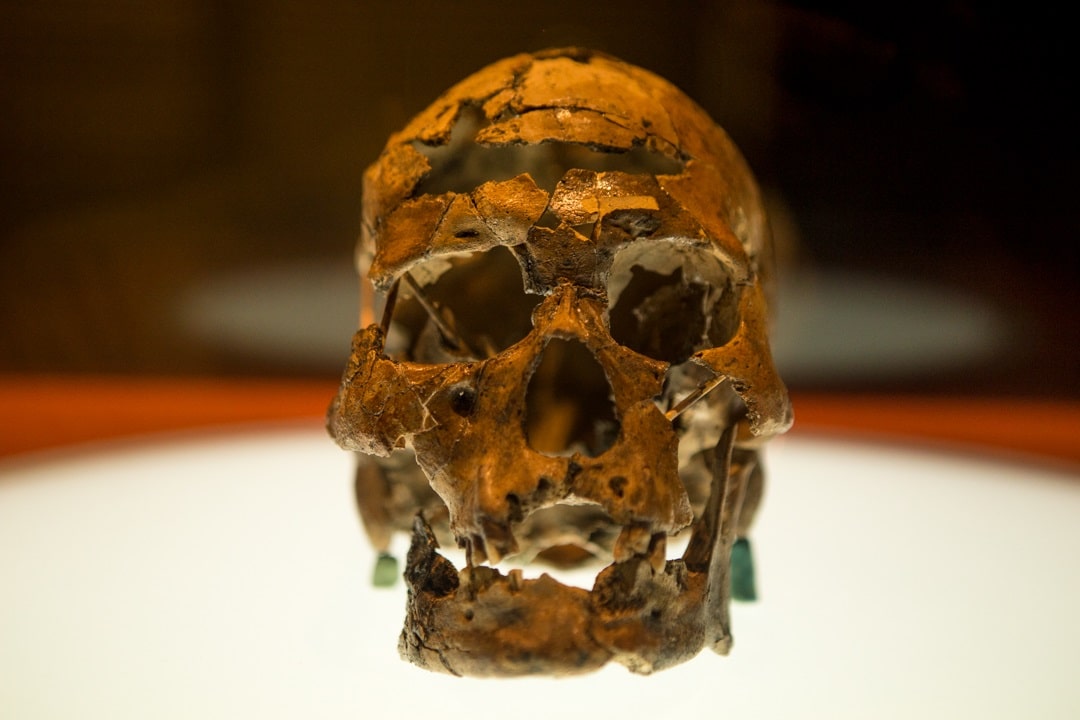 Crânio de Zuzu, encontrado na Serra da Capivara