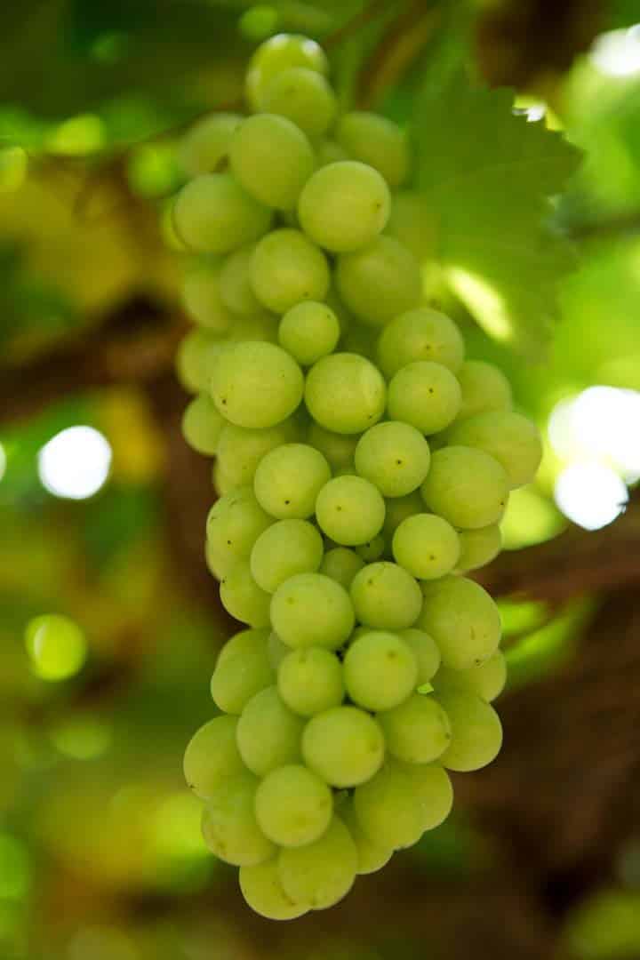 Enoturismo na Bahia: uvas em vinícola do Vale do São Francisco 