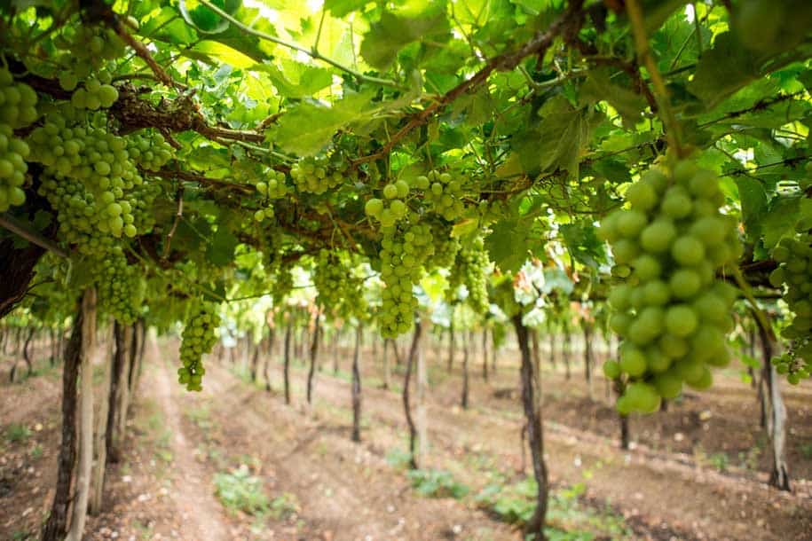 Parreirais cheios de uvas verdes em vinícola no vale do são francisco