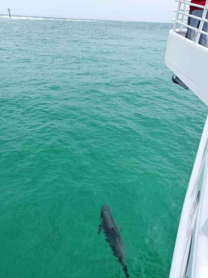 Golfinho acompanhando um barco nos arredores de Destin, Florida