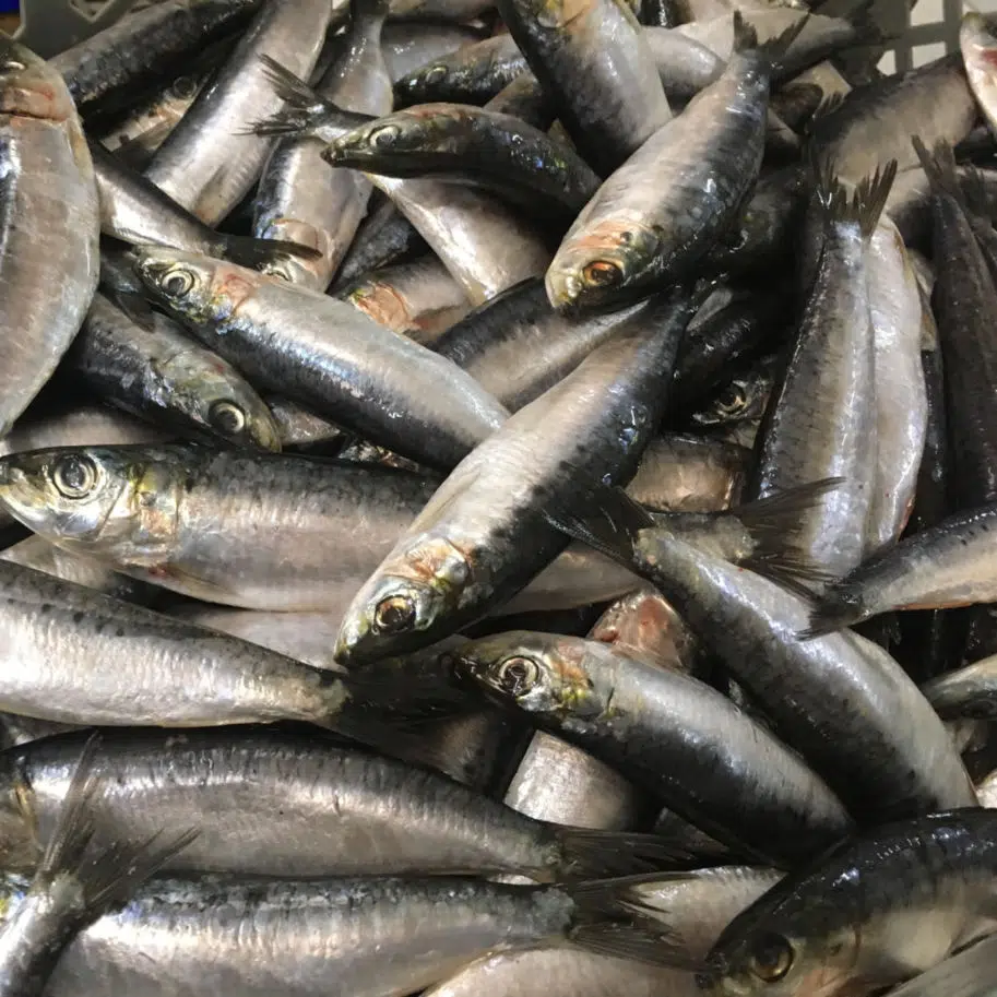 sardinhas frescas compradas no mercado