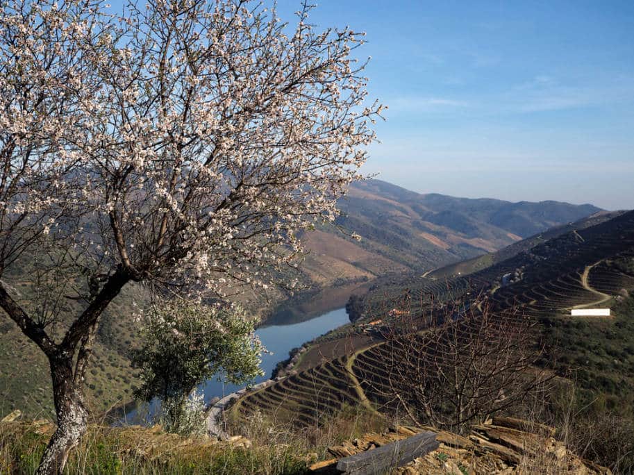 amendoeiras vale do douro 