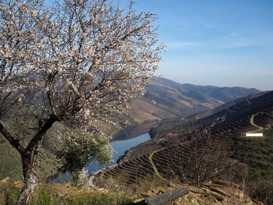 amendoeiras vale do douro 