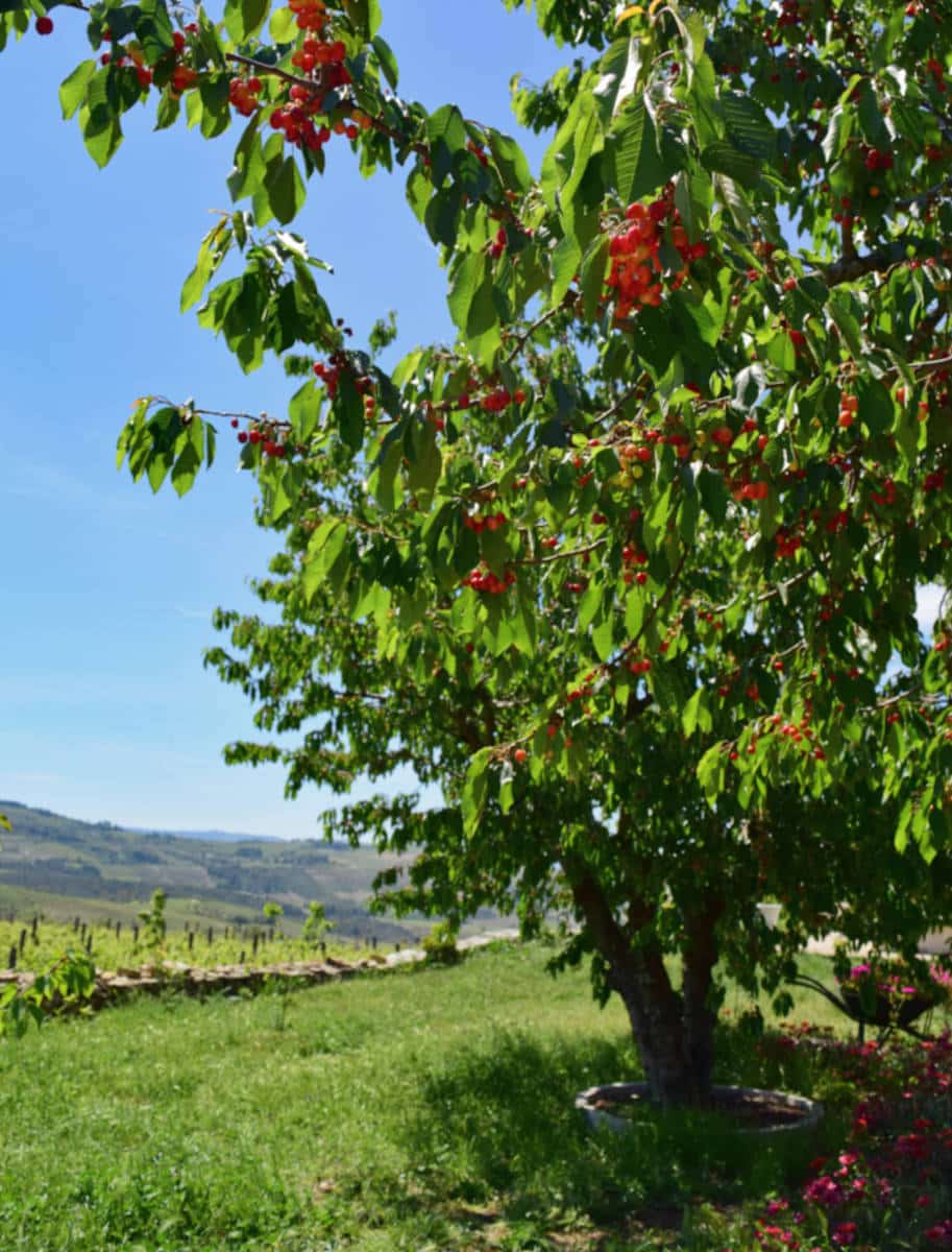 cerejeira no douro portugal