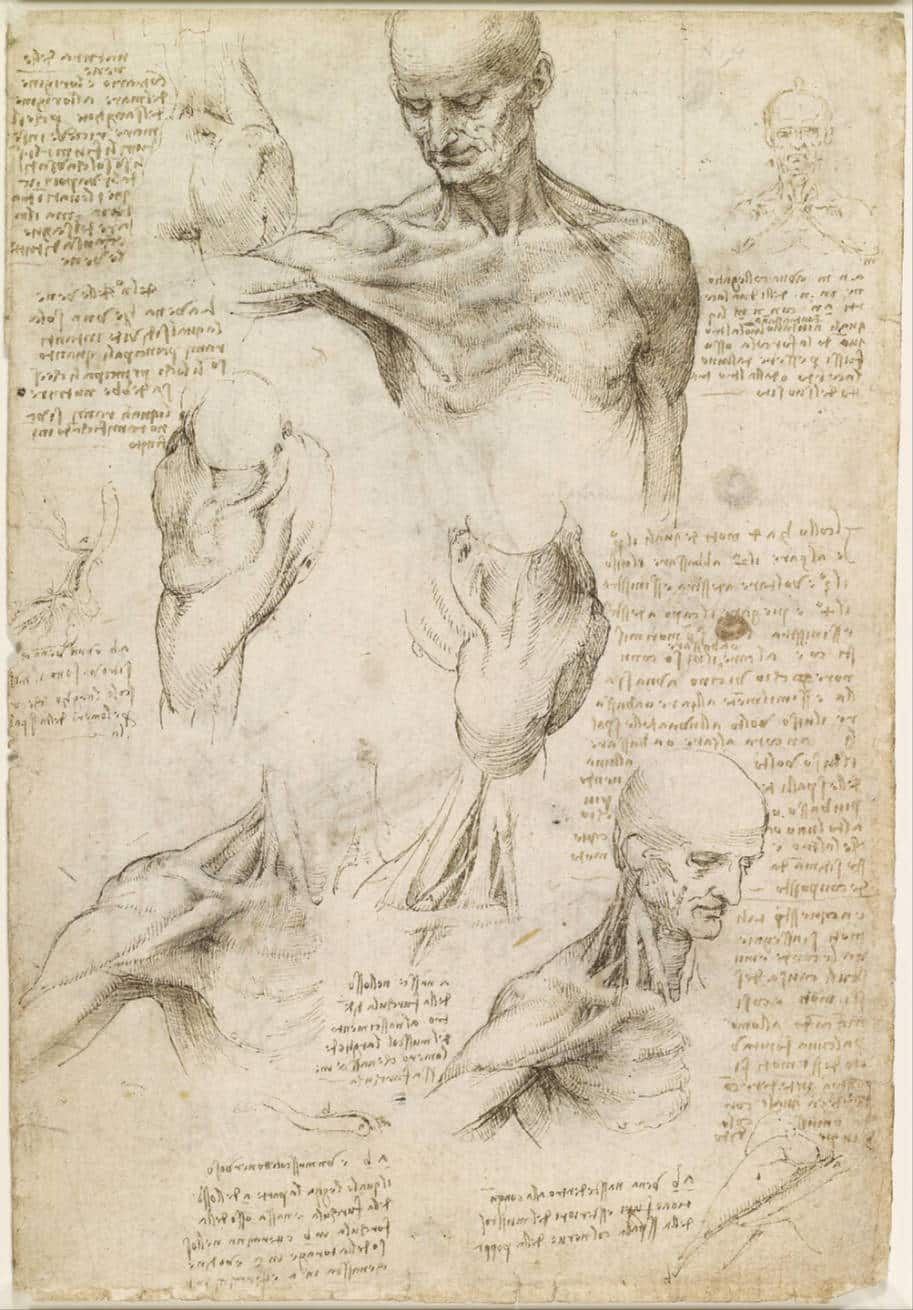 Leonardo_da_Vinci_-_Superficial_anatomy_of_the_shoulder_and_neck_(recto)_-_Google_Art_Project