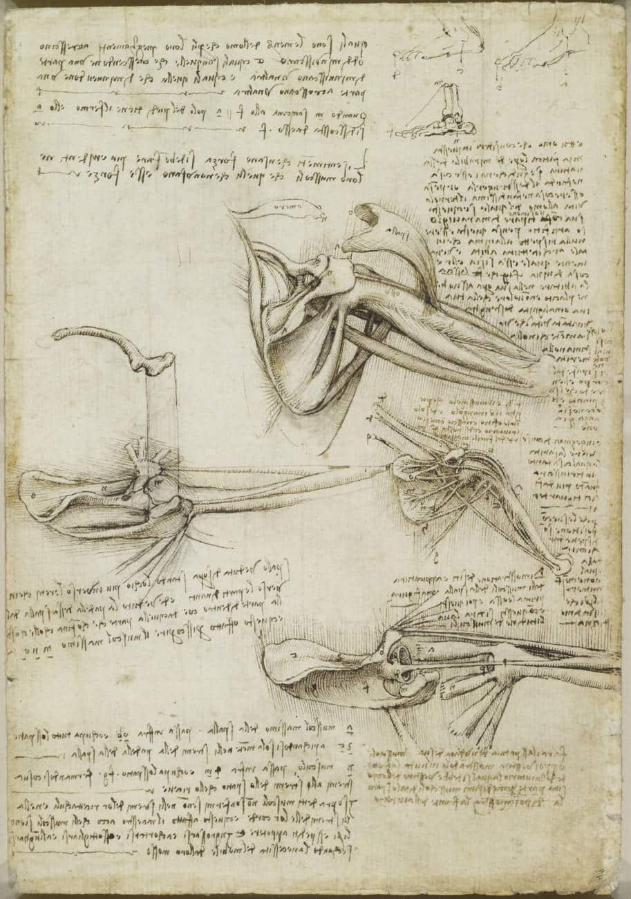 desenhos de anatomia leonardo da vinci